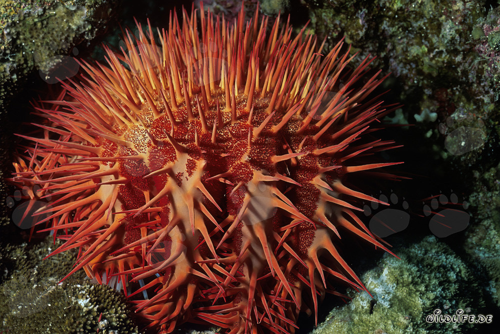 Fascinating Crown-of-Thorns Starfish (Acanthaster planci)