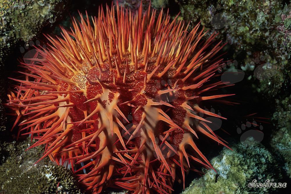 Faszinierender Dornenkronenseestern (Acanthaster planci)