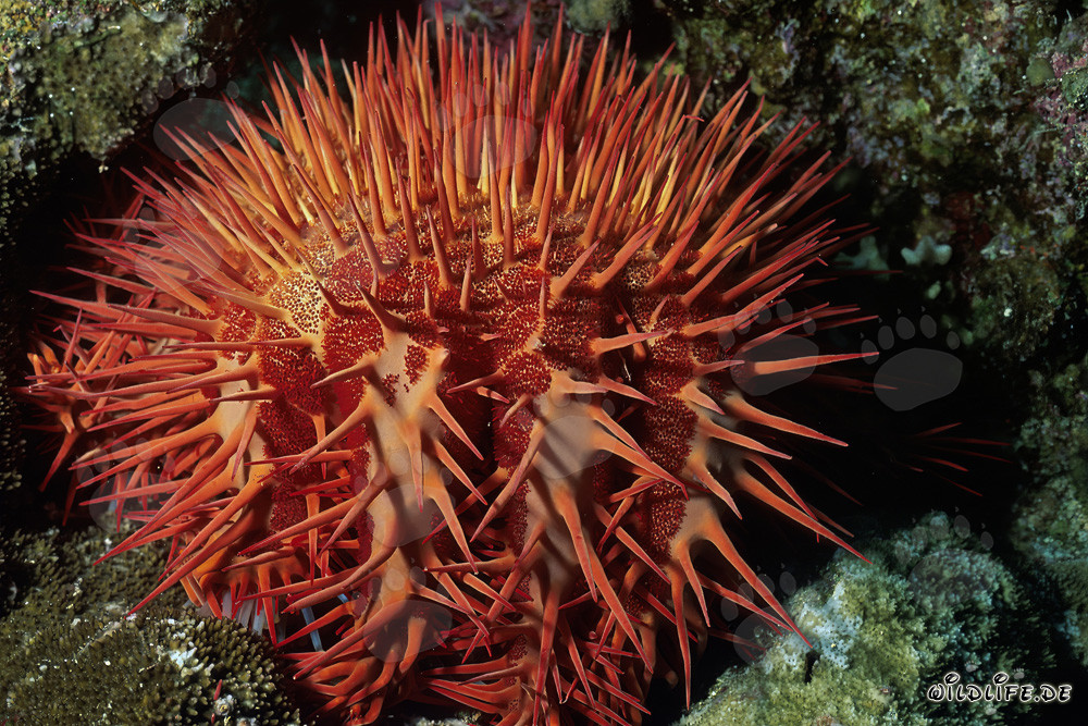Estrella de mar corona de espinas fascinante (Acanthaster planci)
