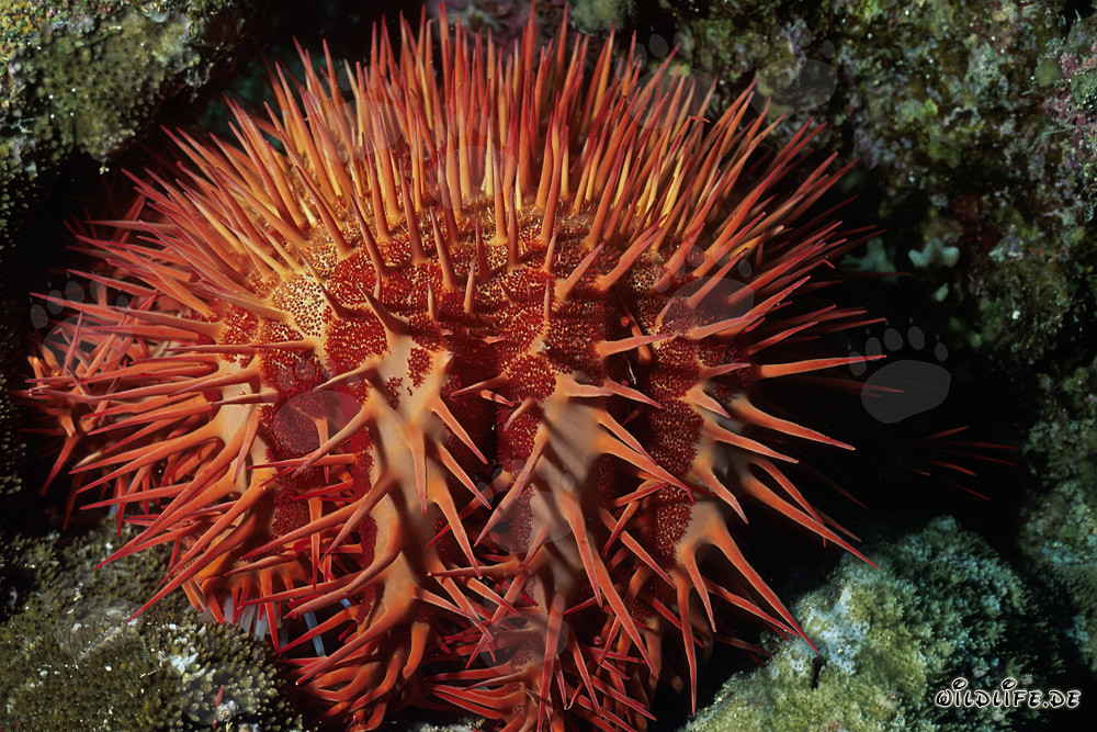 Étoile de mer couronne d'épines fascinante (Acanthaster planci)