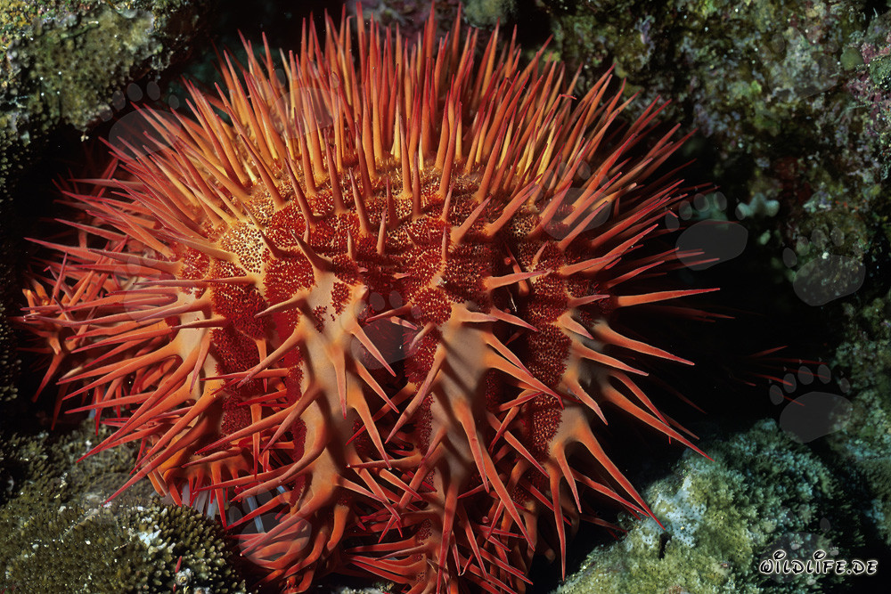 Affascinante stella marina corona di spine (Acanthaster planci)