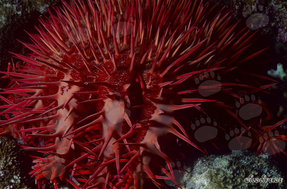 Crown of Thorn Starfish Acanthaster planci in the Red Sea
