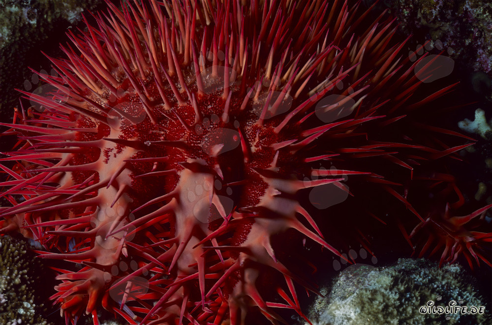 Dornenkronenseestern Acanthaster planci im Roten Meer