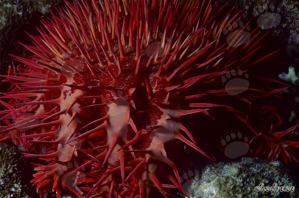 Estrella de mar corona de espinas Acanthaster planci en el Mar Rojo