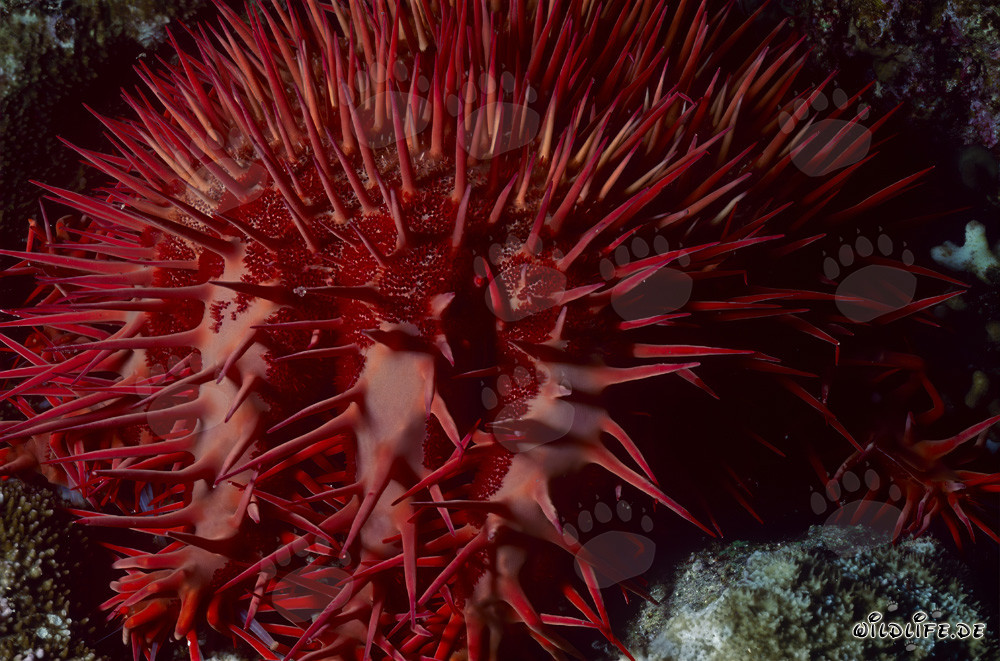 Etoile de mer couronne d'épines Acanthaster planci dans la mer Rouge