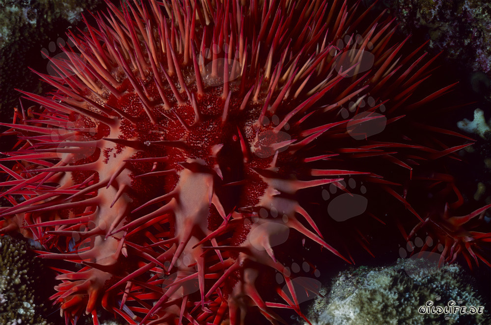 Stella marina corona di spine Acanthaster planci nel Mar Rosso