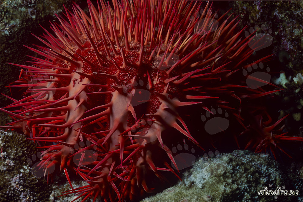 Crown of Thorns Starfish in the Reef