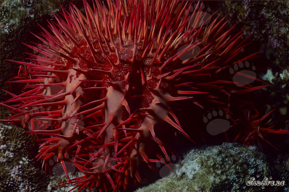 Étoile de mer couronne d'épines sur le récif