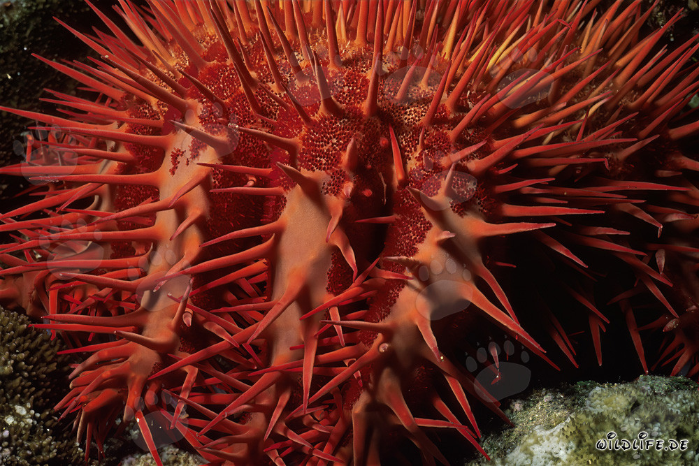 Crown of Thorns Starfish at Ras Mohammad Reef