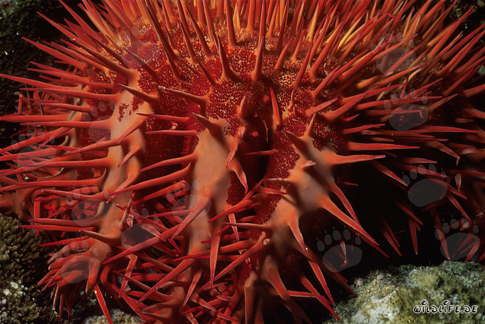 Crown of Thorns Starfish at Ras Mohammad Reef
