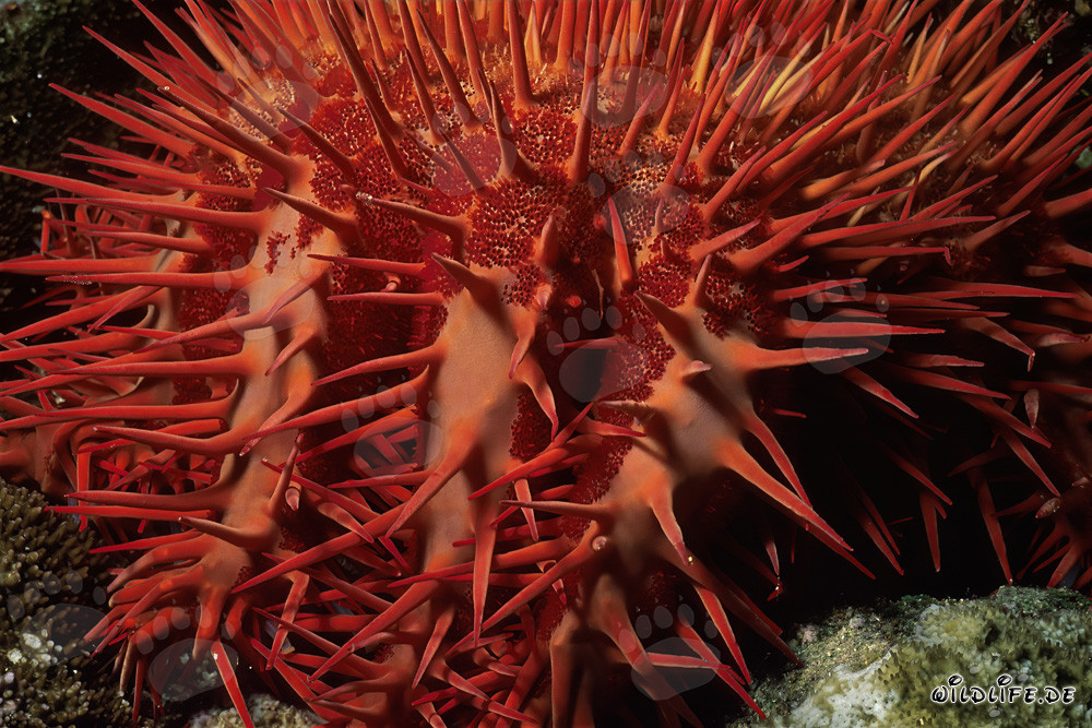 Étoile de mer couronne d'épines sur le récif de Ras Mohammad