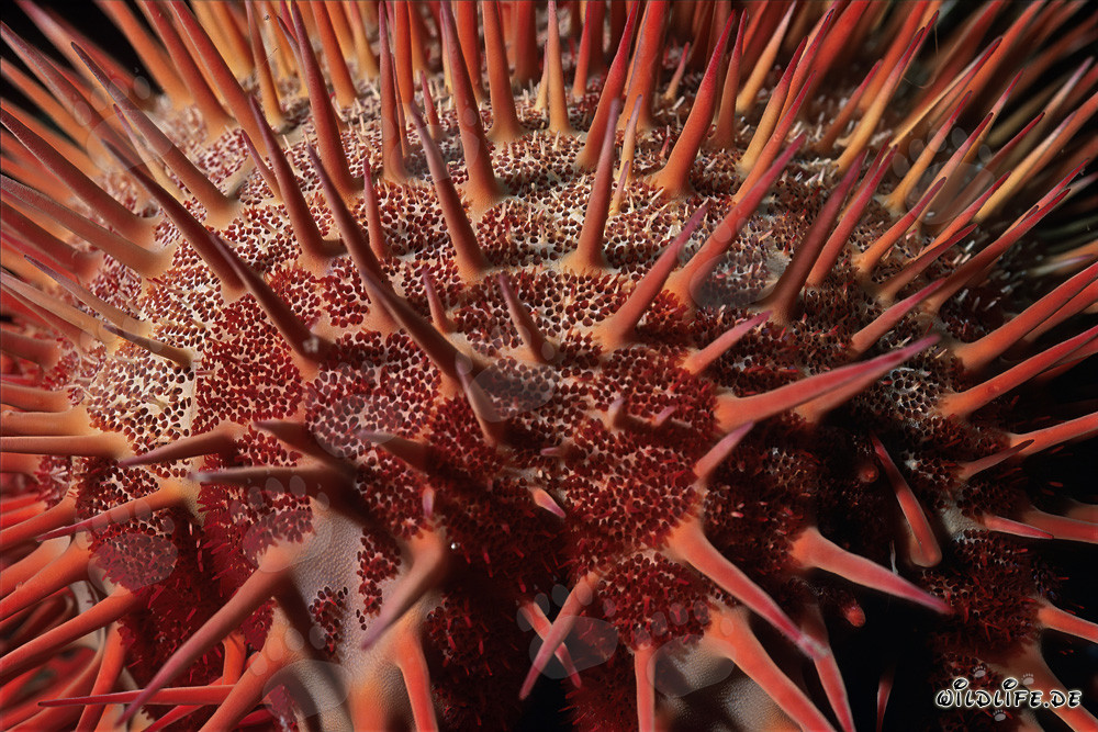 Crown of Thorns Starfish - A Threatened Beauty of the Seas