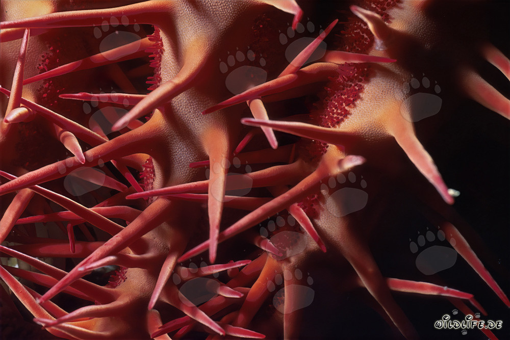 Crown of Thorns Starfish - A Threat to the Coral Reef