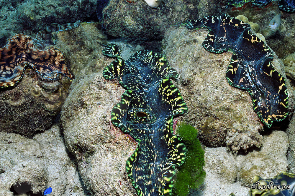 Bénitier géant (Tridacna) - Majestueux habitants marins du Pacifique Sud