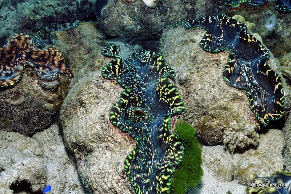 Concha gigante (Tridacna) - Majestuosos habitantes marinos del Pacífico Sur