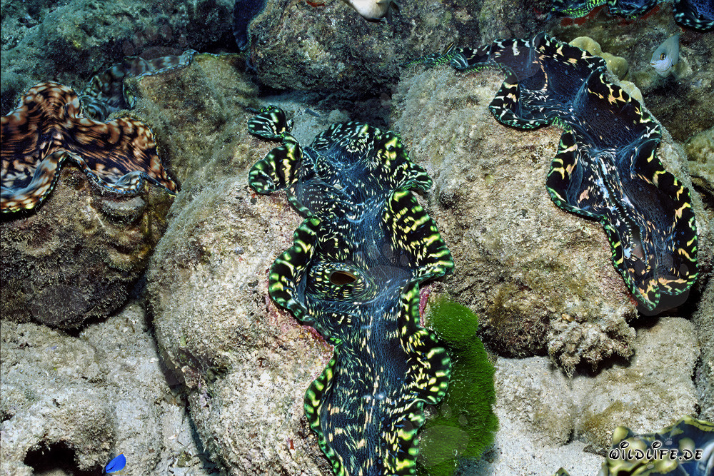 Gigas (Tridacna) - Maestosi abitanti marini del Pacifico del Sud