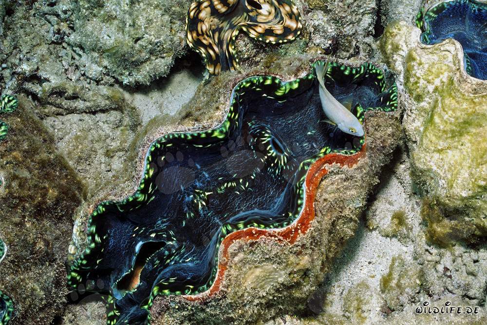 Fascinating Giant Clam in the Coral Reef of Namenalala, Fiji