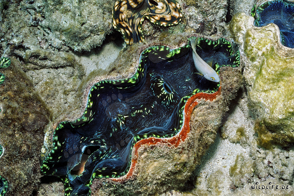 Affascinante Tridacna nella barriera corallina di Namenalala, Fiji
