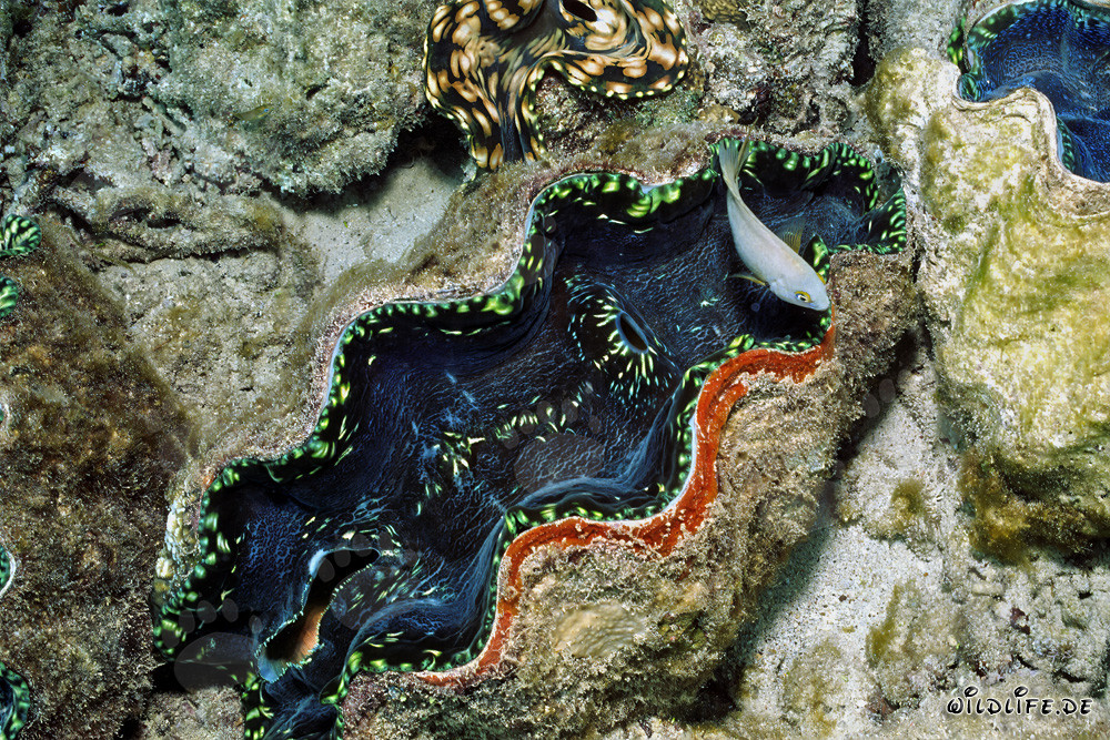 Merveilleuse Tridacna dans le récif corallien de Namenalala, Fidji