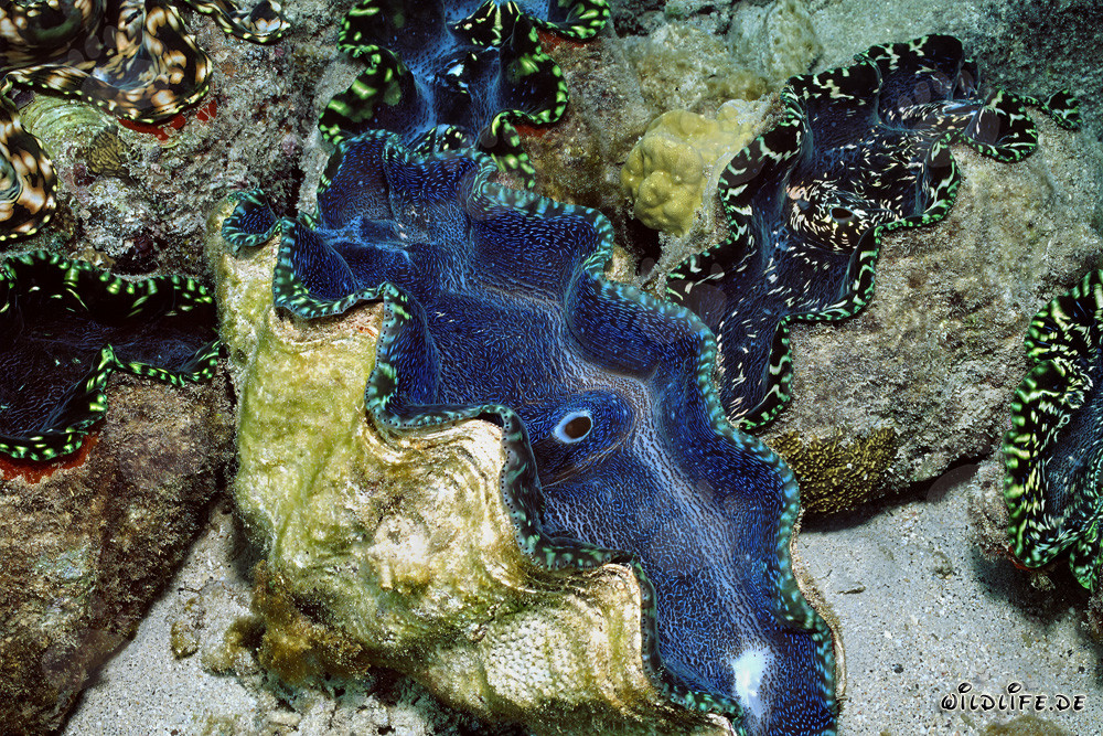 Giant Clam (Tridacna) in Namenalala, Venua Levu, Fiji
