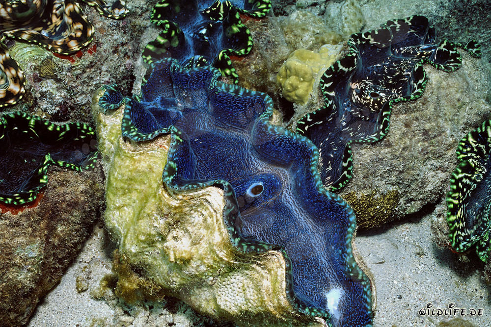 Riesenmuschel (Tridacna) in Namenalala, Venua Levu, Fiji