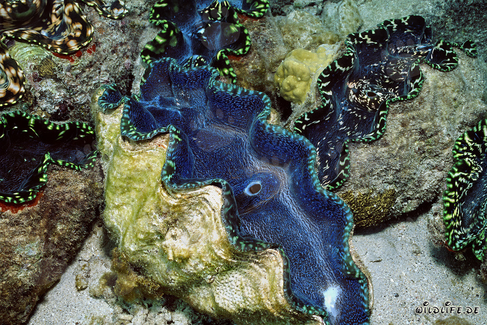 Mollusque géant (Tridacna) à Namenalala, Venua Levu, Fidji