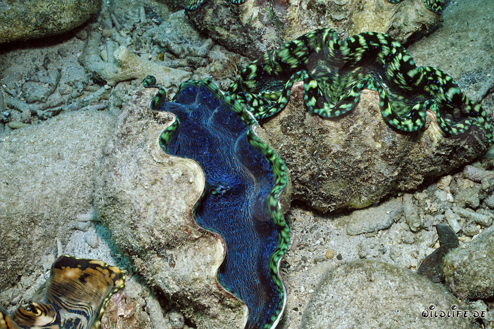 Concha de asesino gigante - Tridacna en todo su esplendor