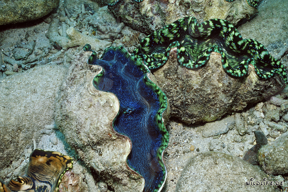 Giant Clam - Tridacna in Full Glory