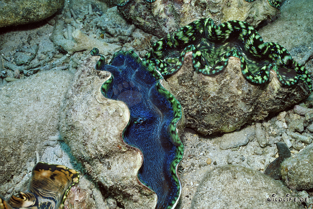 Museau de meurtrier géant - Tridacna dans toute sa splendeur
