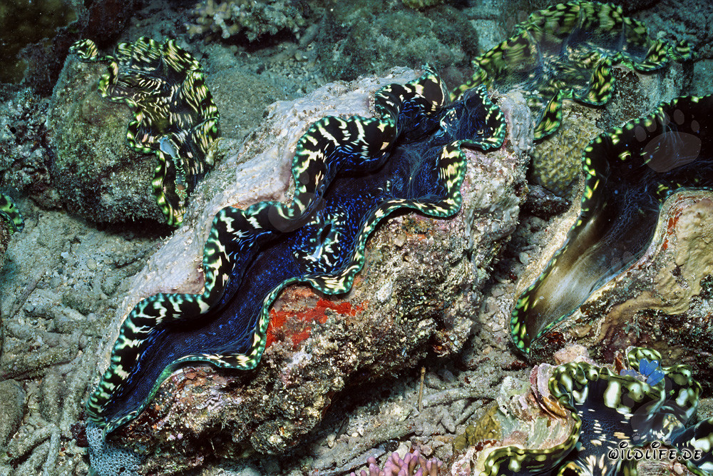 La superbe bénitier meurtrière (Tridacna) du Pacifique Sud