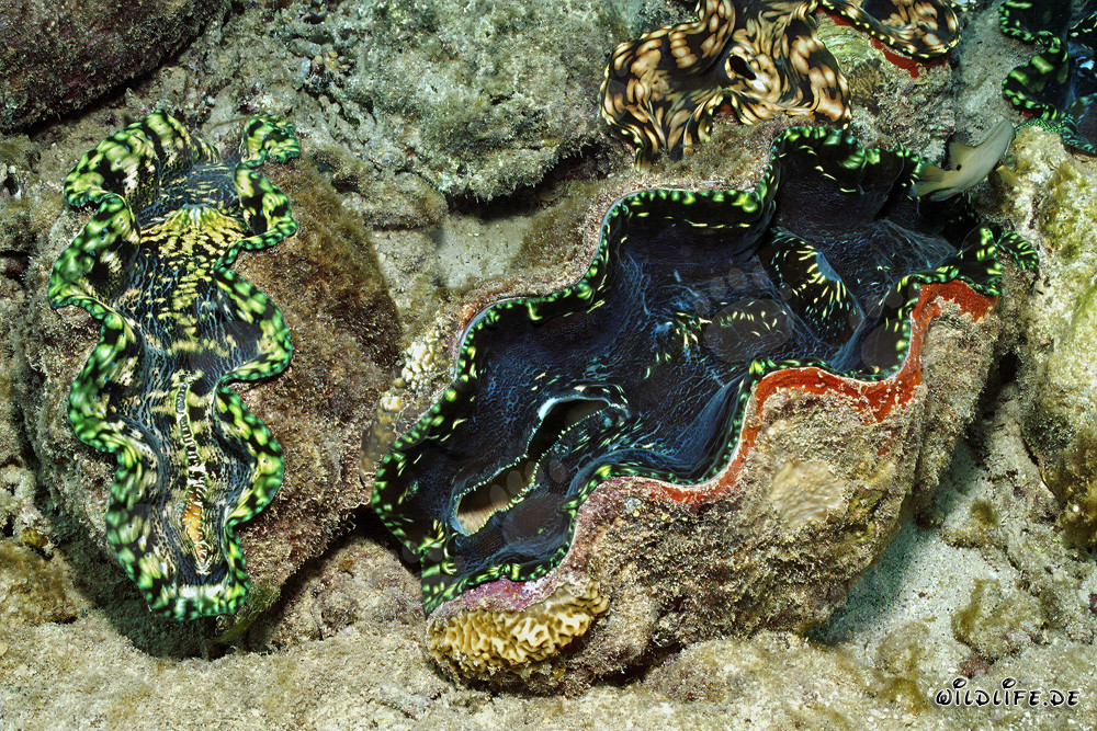 Concha gigante (Tridacna) - Majestuoso mundo submarino