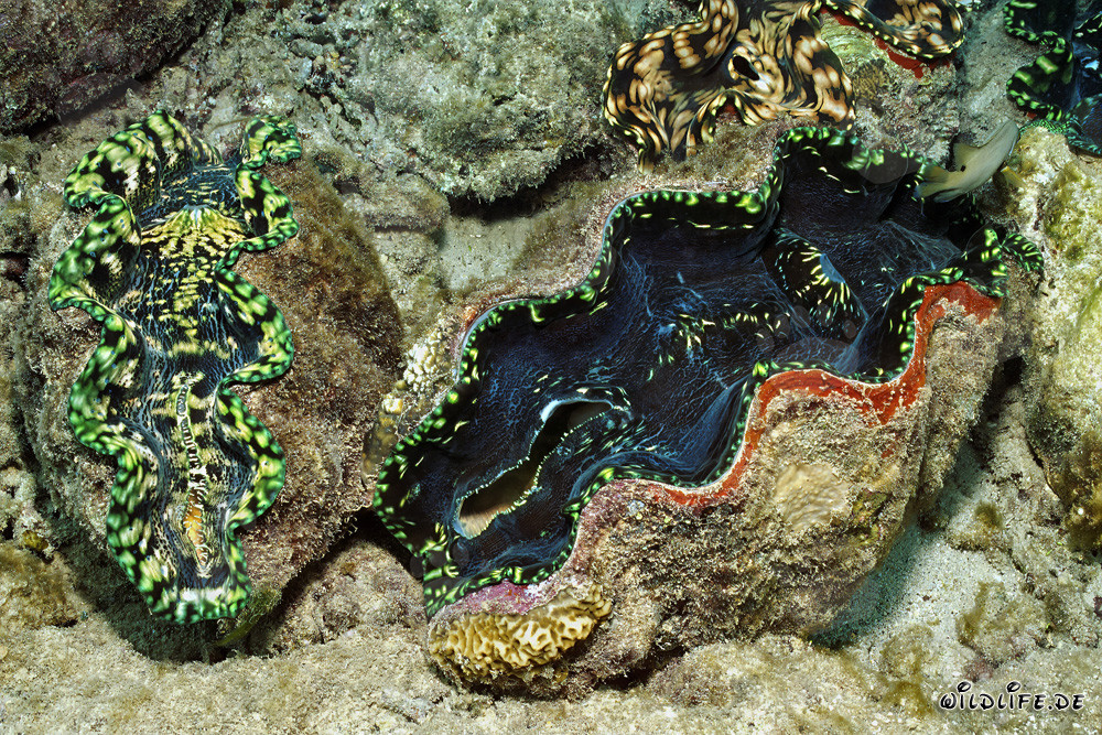 Conchiglia gigante (Tridacna) - Maestoso mondo sottomarino