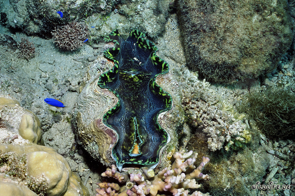 Die faszinierende Moerdermuschel (Tridacna) in den Gewässern von Namenalala, Fiji
