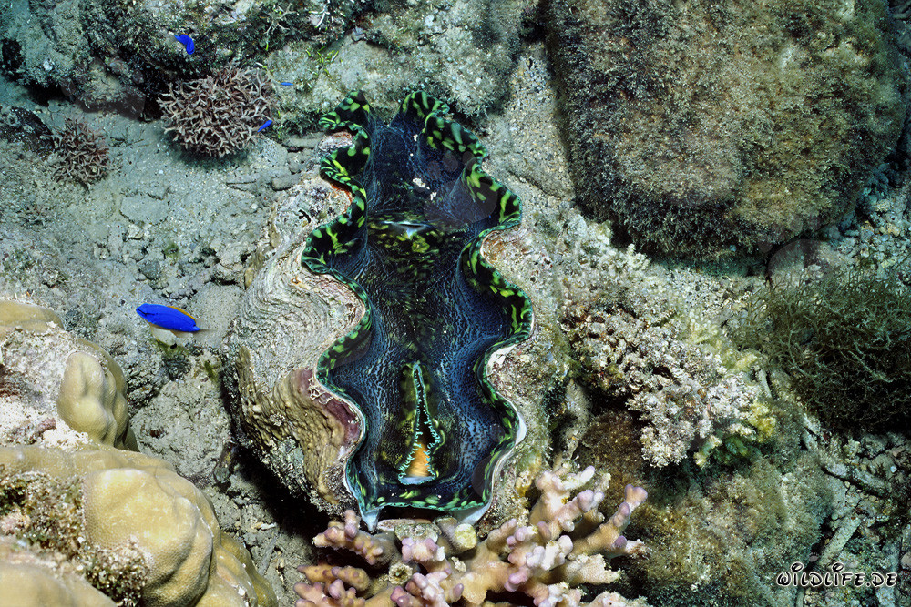 La fascinante Tridacna dans les eaux de Namenalala, Fidji