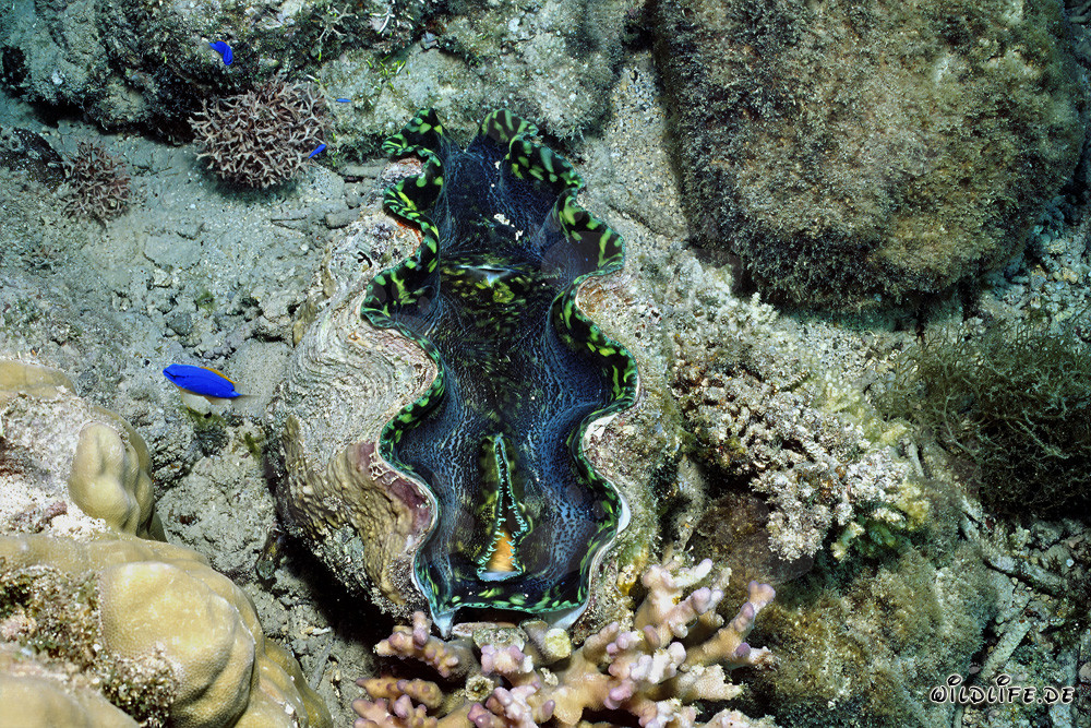 El fascinante Tridacna en las aguas de Namenalala, Fiji
