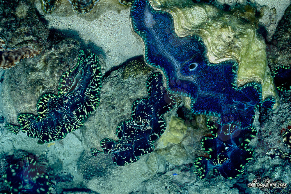 Concha gigante del género Tridacna
