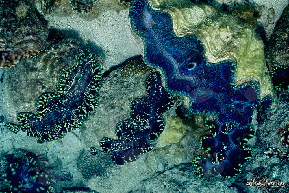 Conchiglia gigante del genere Tridacna