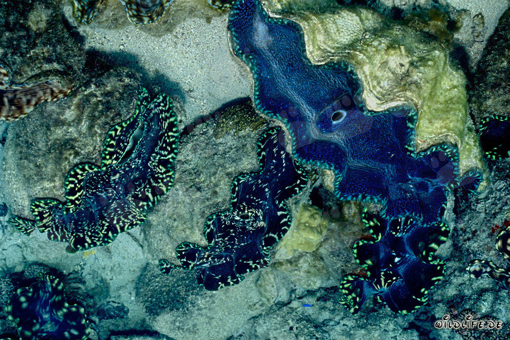 Coquille géante du genre Tridacna