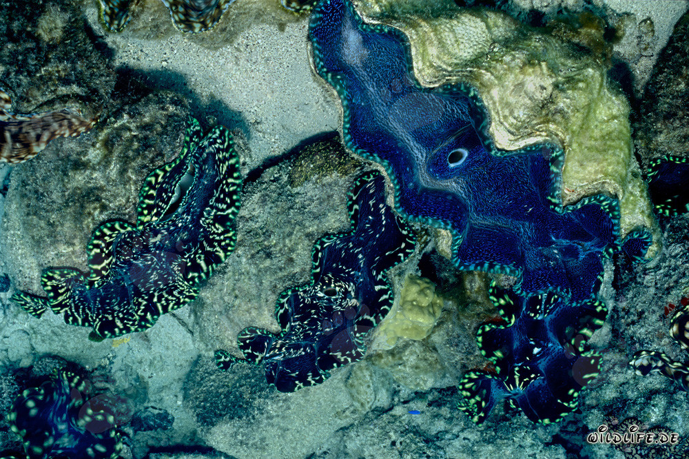 Riesenmuschel der Gattung Tridacna
