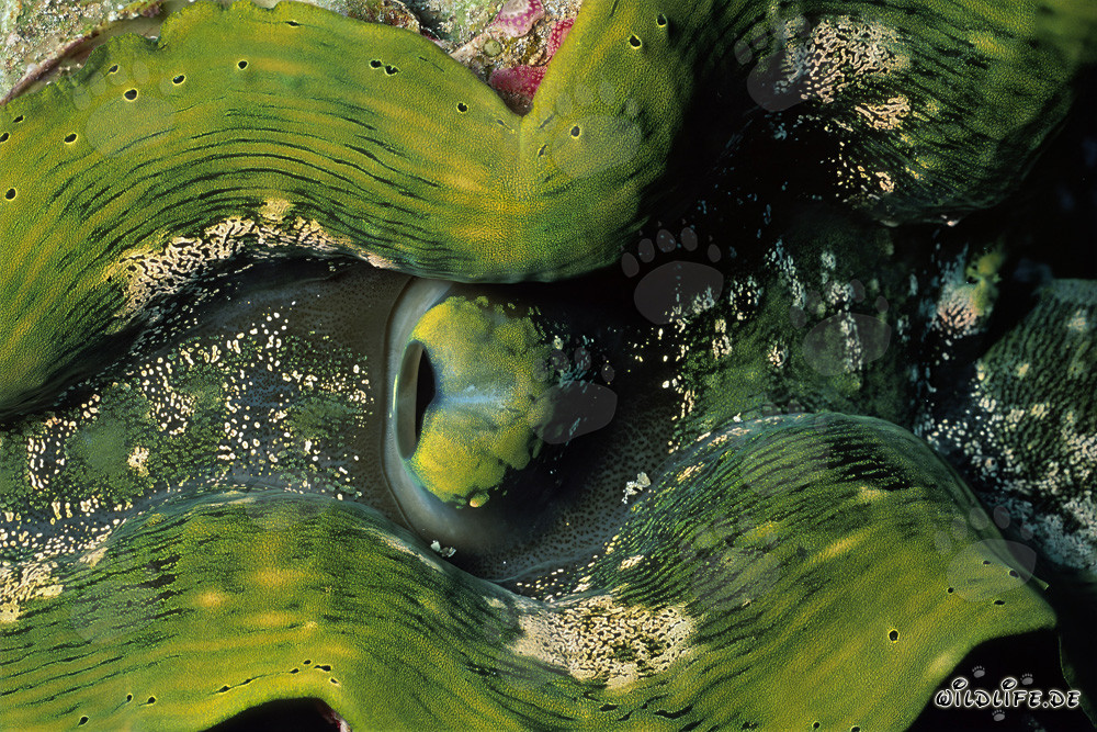 Giant Clam - Majesty of the Seas