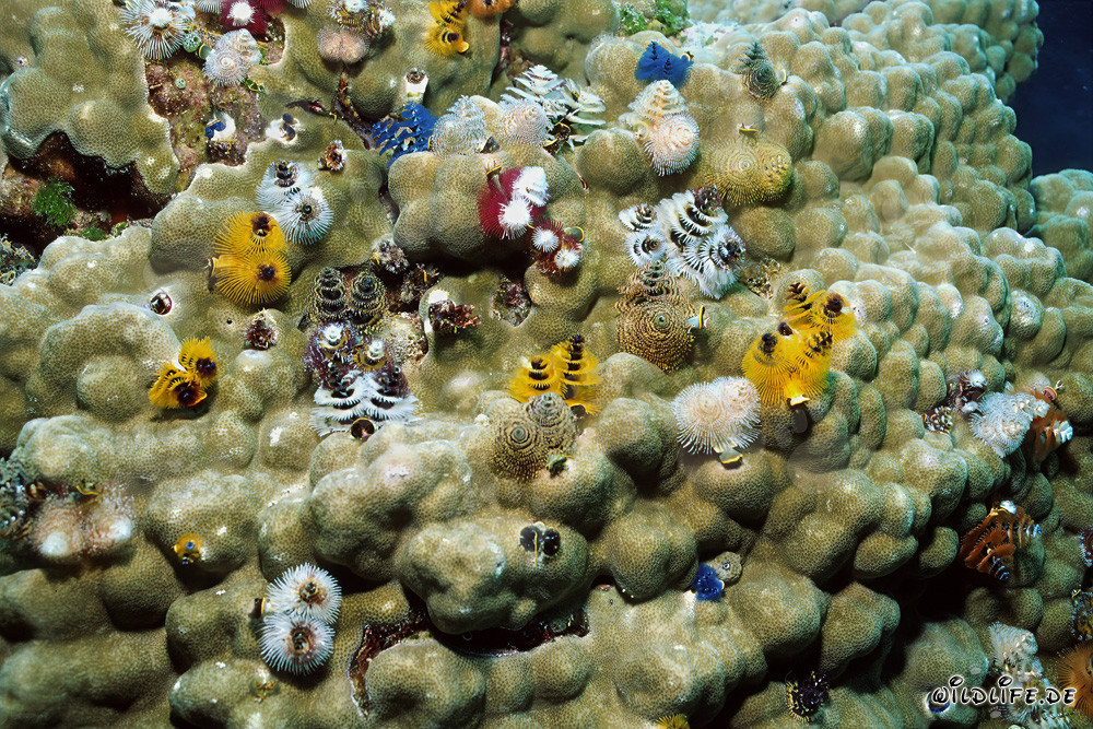 Colorful Christmas Tree Worms in Namenalala, Fiji
