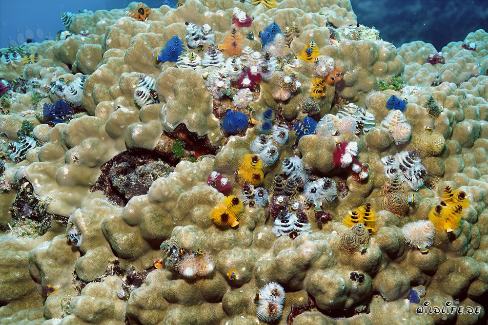 Bunte Spiralroehrenwuermer (Spirobranchus giganteus) auf Steinkorallen