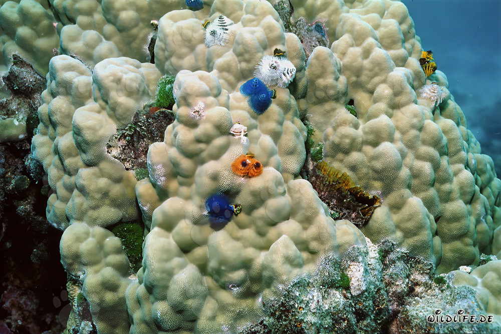 Bunte Spiralroehrenwuermer auf Steinkorallen in Fiji
