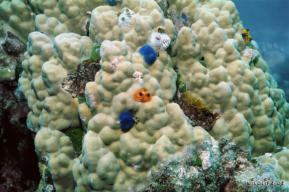 Verme foglia colorati su coralli di pietra alle Figi