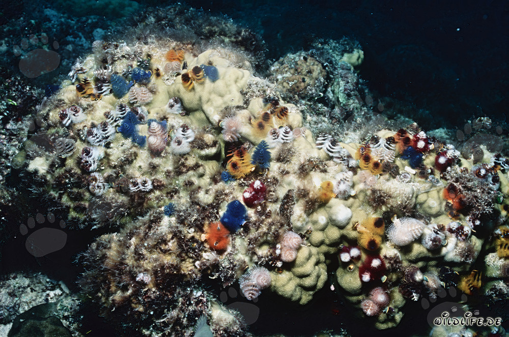 Fascinating Christmas tree worms at a vibrant reef