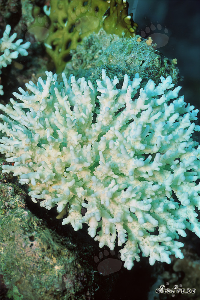 Coral Bleaching in the Red Sea