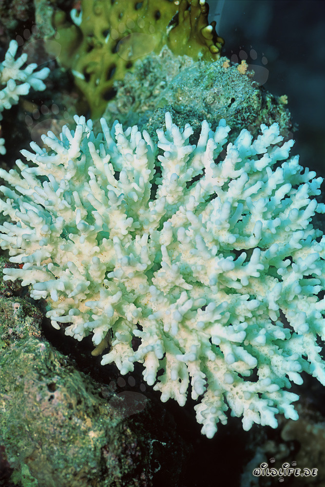 Sbiancamento dei coralli nel Mar Rosso