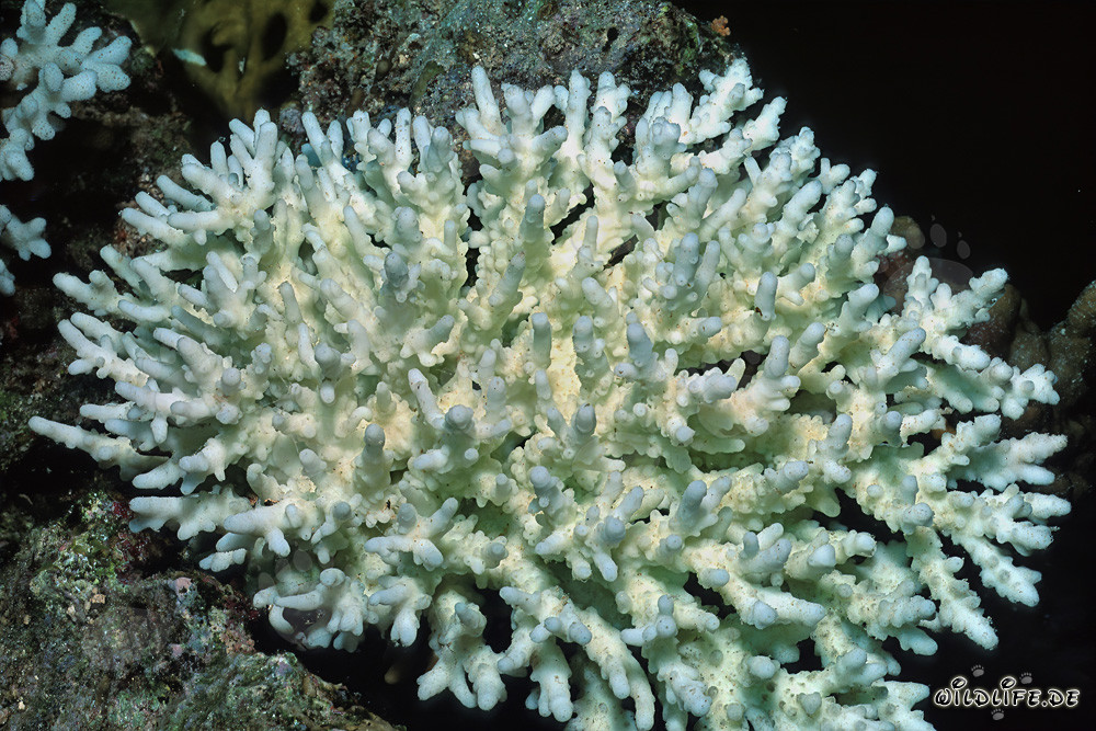 Bleuissement catastrophique des coraux dans la mer Rouge