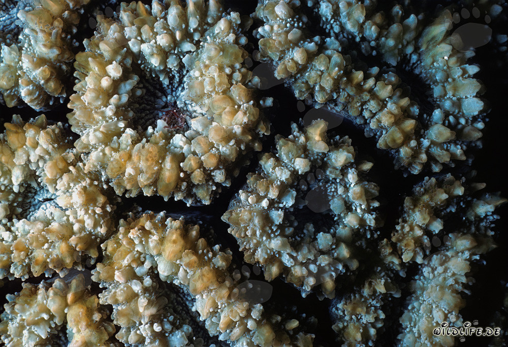 Corail en pierre fascinant dans la mer Rouge au large de Sinaï, Égypte