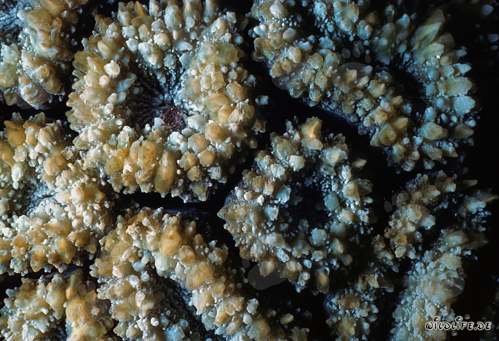 Coral de piedra fascinante en el Mar Rojo frente a Sinaí, Egipto